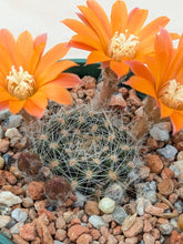 Aylostera flavistyla FR756