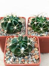Echinopsis obrepanda v. purpurea R461