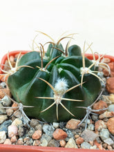 Echinopsis obrepanda v. purpurea R461