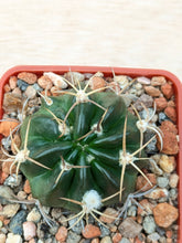 Echinopsis obrepanda v. purpurea R461
