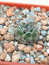 Turbinicarpus schmiedickeanus