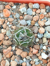 Turbinicarpus schmiedickeanus