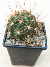 Lobivia maximilliana caespitosa R57