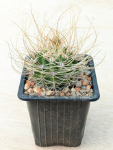 Acanthocalycium violaceum P110