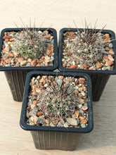 Coryphantha ramillosa