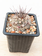 Coryphantha ramillosa