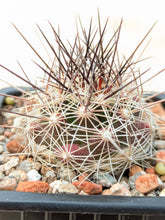 Coryphantha ramillosa