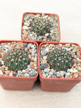 Gymnocalycium quehlianum DV60