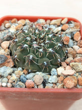 Gymnocalycium quehlianum DV60