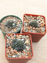 Mediolobivia steinmannii var. brachyantha R297a