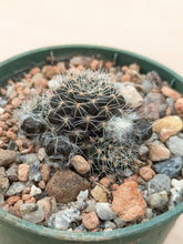 Mediolobivia steinmannii var. brachyantha R297a