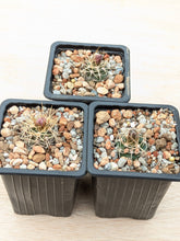 Gymnocalycium neuhuberi GN77/1181