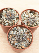 Gymnocalycium borthii ssp. nogolense VoS188