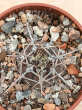 Gymnocalycium borthii ssp. nogolense VoS188