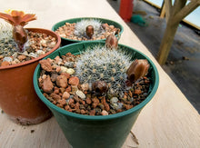 Aylostera buiningiana WR511