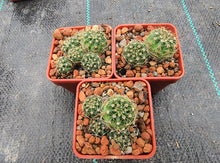 Notocactus fuscus VoS 2900