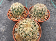 Coryphantha echinoidea GM470