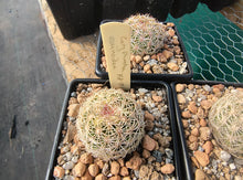 Coryphantha echinoidea KPP1818