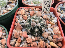 Gymnocalycium frankianum VoS2333
