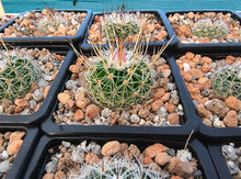 Stenocactus wippermannii CH598