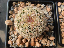 Coryphantha echinoidea KPP1818