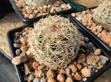 Coryphantha echinoidea KPP1818