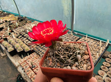 Lobivia cinnabarina JO13