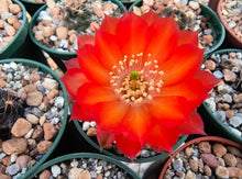 Lobivia haematantha var. hualfinensis “fechseri” WR230