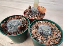 Aylostera buiningiana WR511