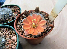 Aylostera buiningiana WR511