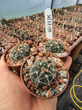 Gymnocalycium vatteri MT07-159