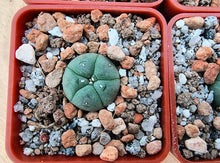 Lophophora williamsii v. decipiens P3403/1
