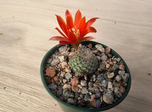 Aylostera theresae RH1028