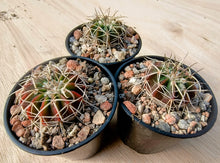 Notocactus (Wigginsia) fricii