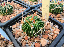 Stenocactus phyllacanthus SB112