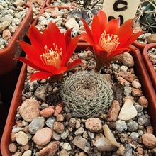 Aylostera theresae RH1028