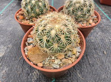 Coryphantha echinoidea GM470