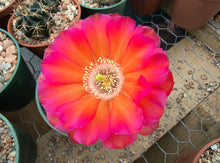 Lobivia haematantha var. hualfinensis “fechseri” WR230