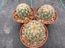 Coryphantha echinoidea GM470