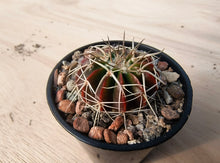 Notocactus (Wigginsia) fricii