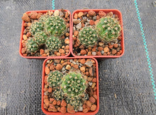 Notocactus fuscus VoS 2900