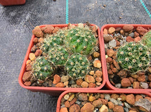 Notocactus fuscus VoS 2900
