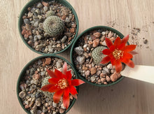 Aylostera theresae RH1028