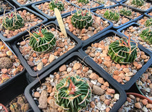 Stenocactus phyllacanthus SB112