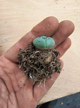 Lophophora williamsii v. decipiens P3403/1