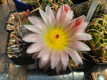 Notocactus roseoluteus