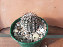 Lobivia haematantha var. rebutioides forma. sublimiflora