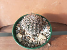 Lobivia haematantha var. rebutioides forma. sublimiflora