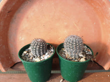 Lobivia haematantha var. rebutioides forma. sublimiflora