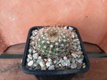 Notocactus concinnus
